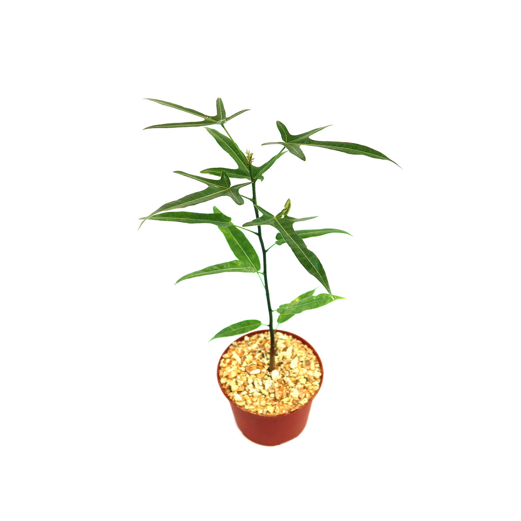 patrol_placeholder_a6ead9acc5af34cb22c78a05ed144ef7