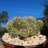 Brain Cactus - Mammillaria Elongata Cristata