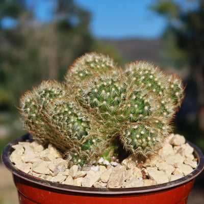 Brain Cactus - Mammillaria Elongata Cristata