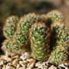 Brain Cactus - Mammillaria Elongata Cristata