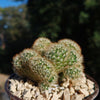 Brain Cactus - Mammillaria Elongata Cristata