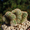 Brain Cactus - Mammillaria Elongata Cristata