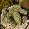 Brain Cactus - Mammillaria Elongata Cristata