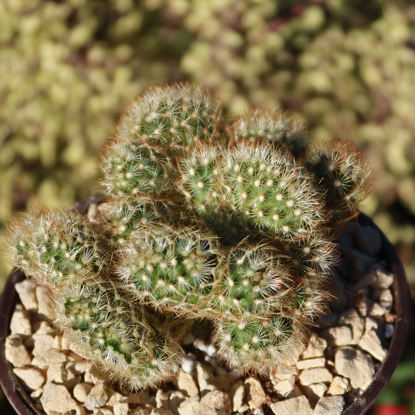 brain like succulent Shop 'Brain Cactus - Mammillaria Elongata Cristata' Care and Info
