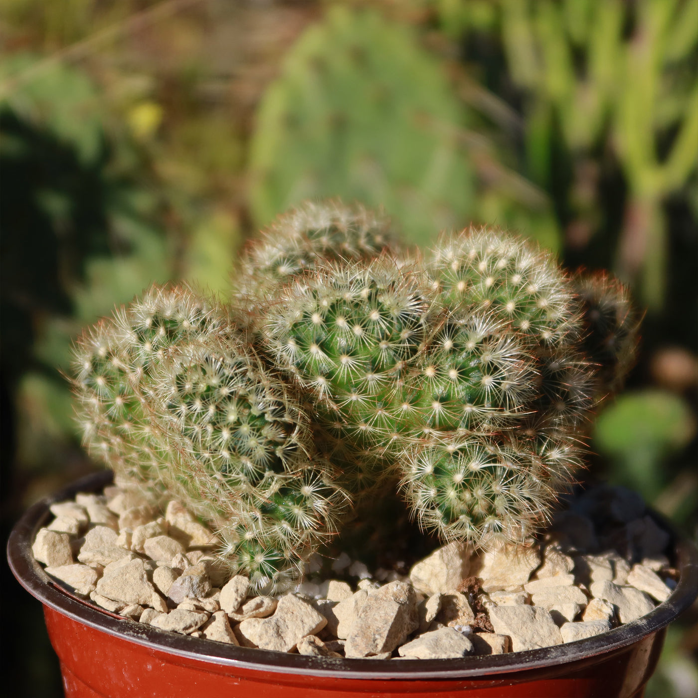 succulent looks like brain Shop 'Brain Cactus - Mammillaria Elongata Cristata' Care and Info