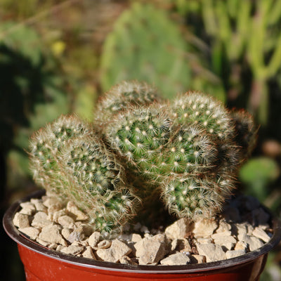 succulent that looks like a brain Shop 'Brain Cactus - Mammillaria Elongata Cristata' Care and Info