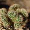 Brain Cactus - Mammillaria Elongata Cristata