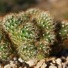 Brain Cactus - Mammillaria Elongata Cristata