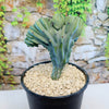 Dinosaur Back Plant ‘Myrtillocactus Geometrizans’ in a black pot with gravel, wavy blue-green stems, stone wall and green vines behind.