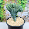 A blue-green Dinosaur Back Plant ‘Myrtillocactus Geometrizans’ in a black pot with gravel, set before a stone wall and leafy background.
