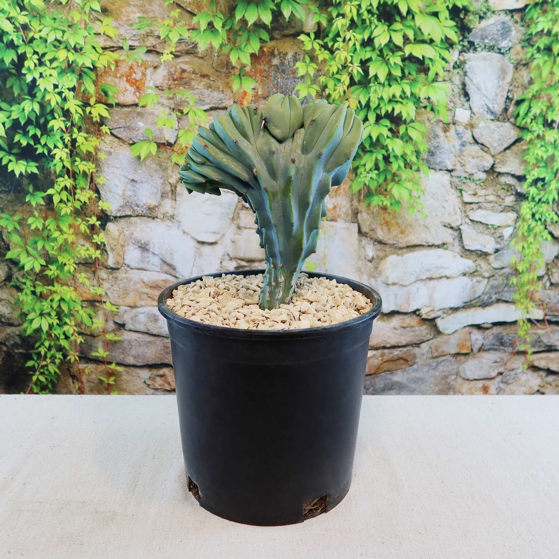 dinosaur back succulent Dinosaur Back Plant Branched ‘Myrtillocactus geometrizans’