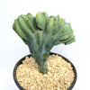 A branched ‘Myrtillocactus Geometrizans’ Dinosaur Back Plant in a black pot with light pebbles, shown on a white background.