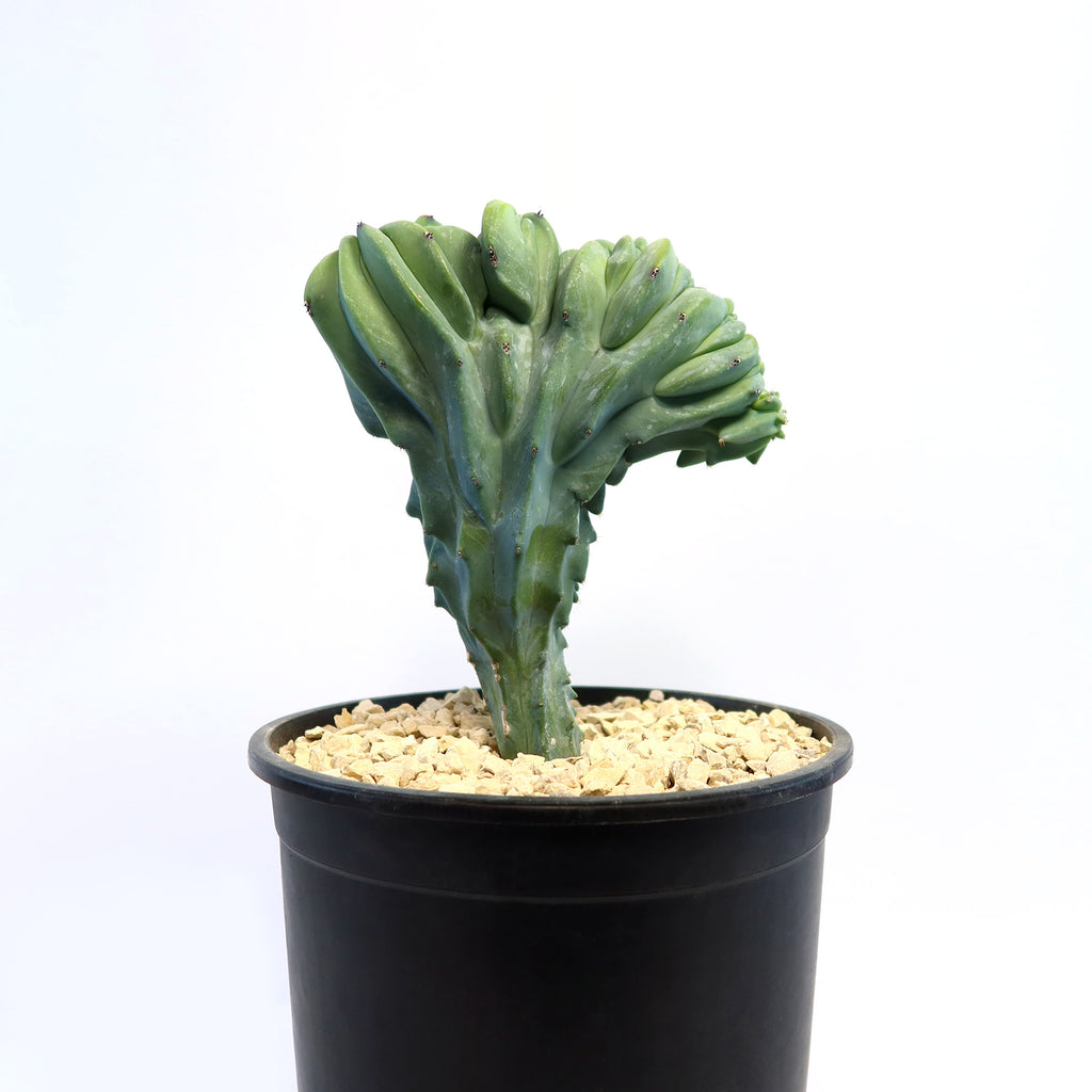 patrol_placeholder_a6ead9acc5af34cb22c78a05ed144ef7