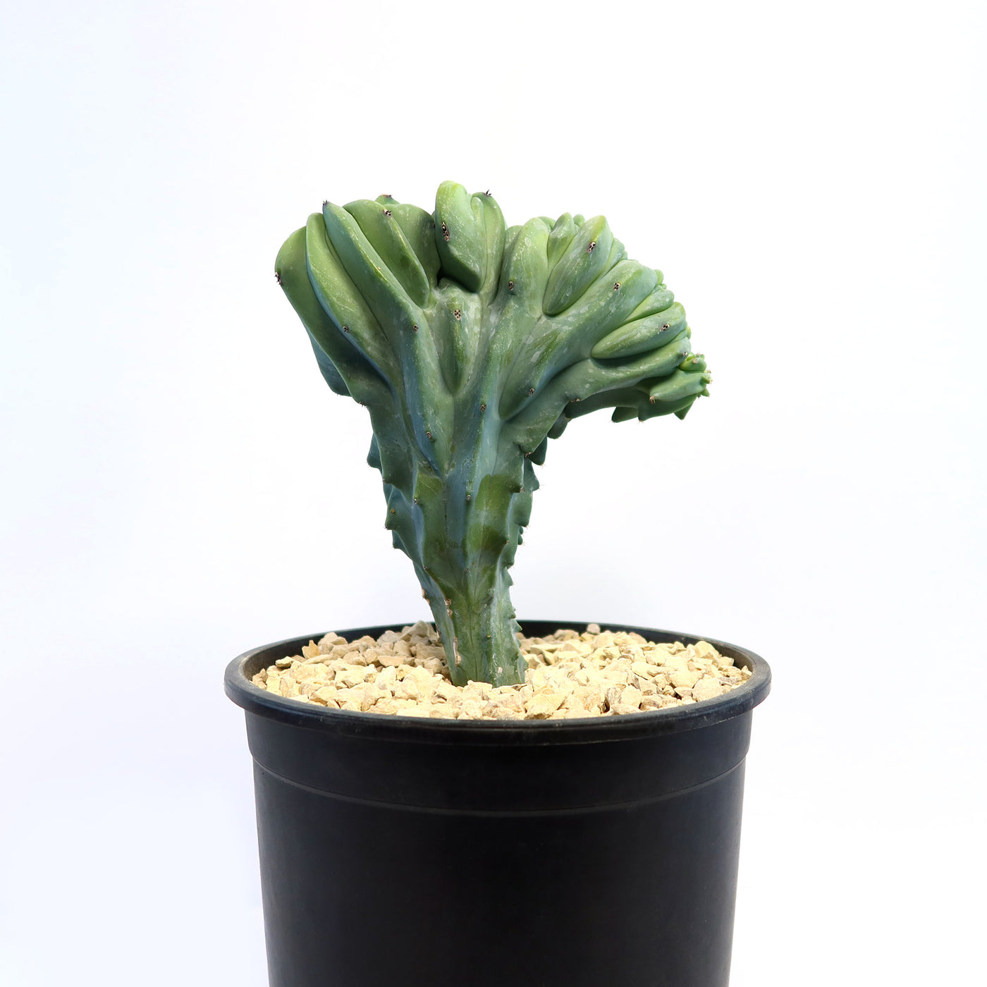 succulent in dinosaur Shop 'Branched Dinosaur Back Plant' Care and Info