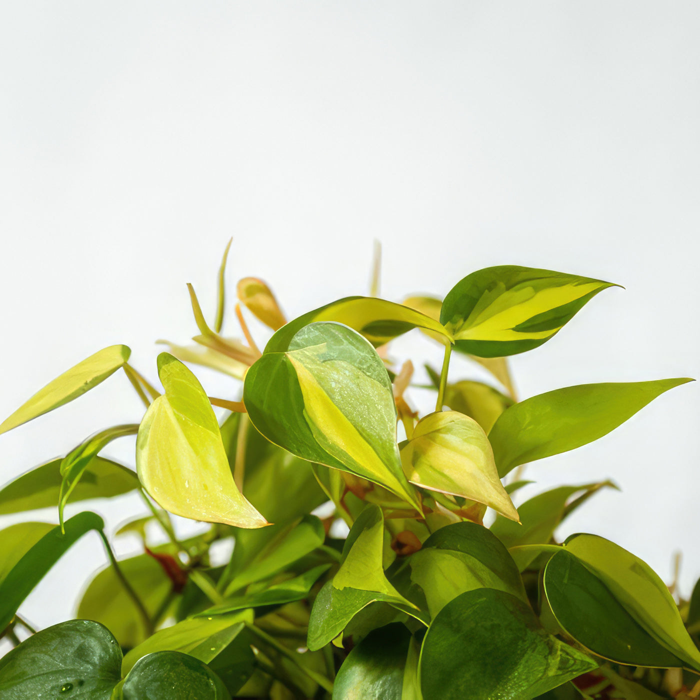 philodendron brasil humidity Philodendron ‘brasil’ 8" Pot / White / Without Pot