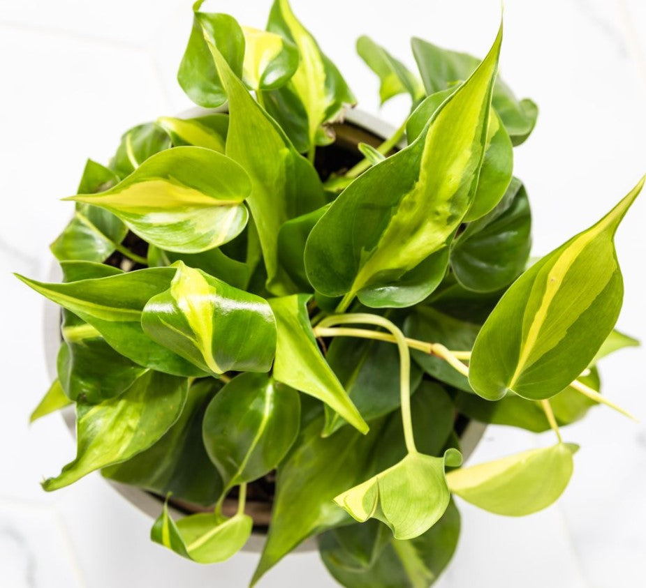 philodendron brasil rare Philodendron ‘brasil’ 8" Pot / White / Without Pot