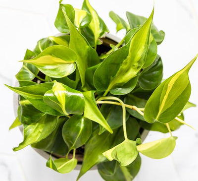 types of philodendron brasil Philodendron ‘brasil’ 8" Pot / White / Without Pot