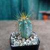 Brazilian Blue Cactus - Blue Columnar Cactus &
