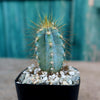 Brazilian Blue Cactus - Blue Columnar Cactus &