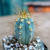 Brazilian Blue Cactus - Blue Columnar Cactus &