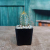 Brazilian Blue Cactus - Blue Columnar Cactus &