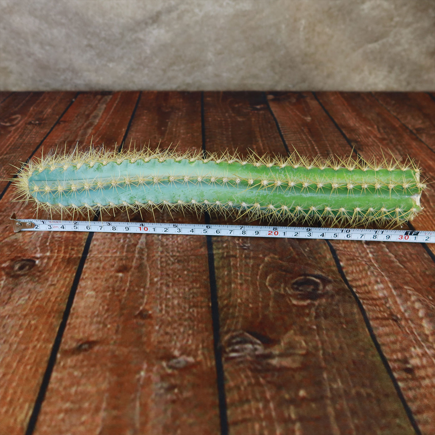 Pilosocereus azureus Cuttings