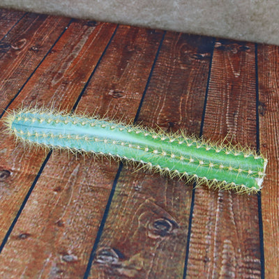 Pilosocereus azureus Cuttings