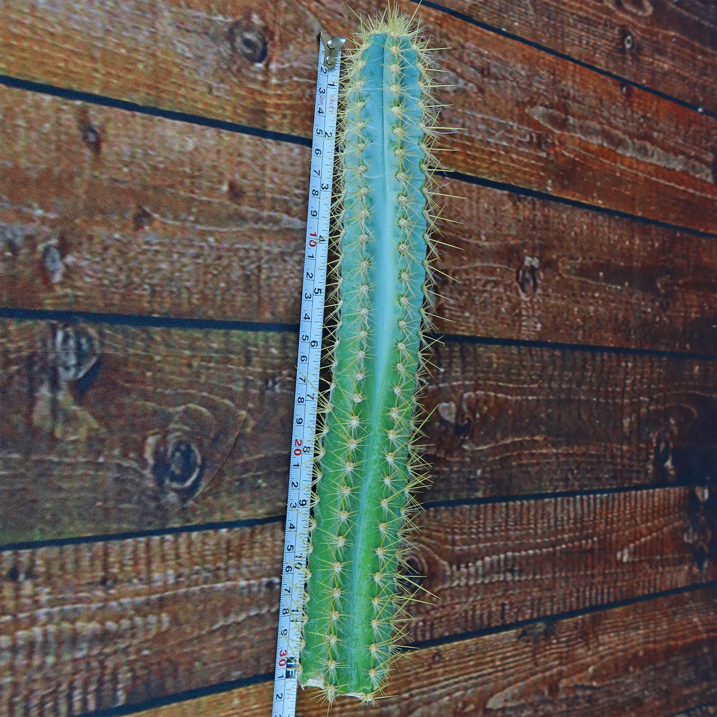 Pilosocereus azureus Cuttings