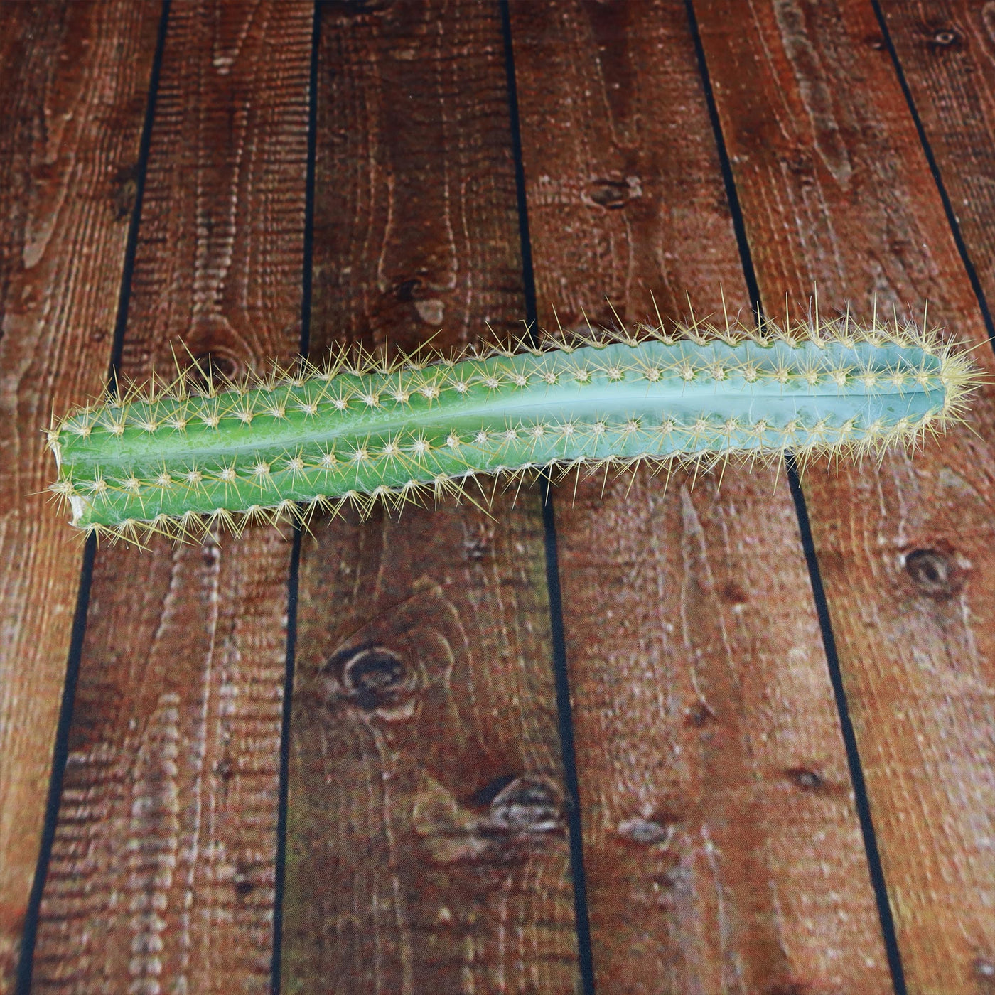 Pilosocereus azureus Cuttings