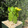 Brazilian Prickly Pear - Opuntia argentiniana