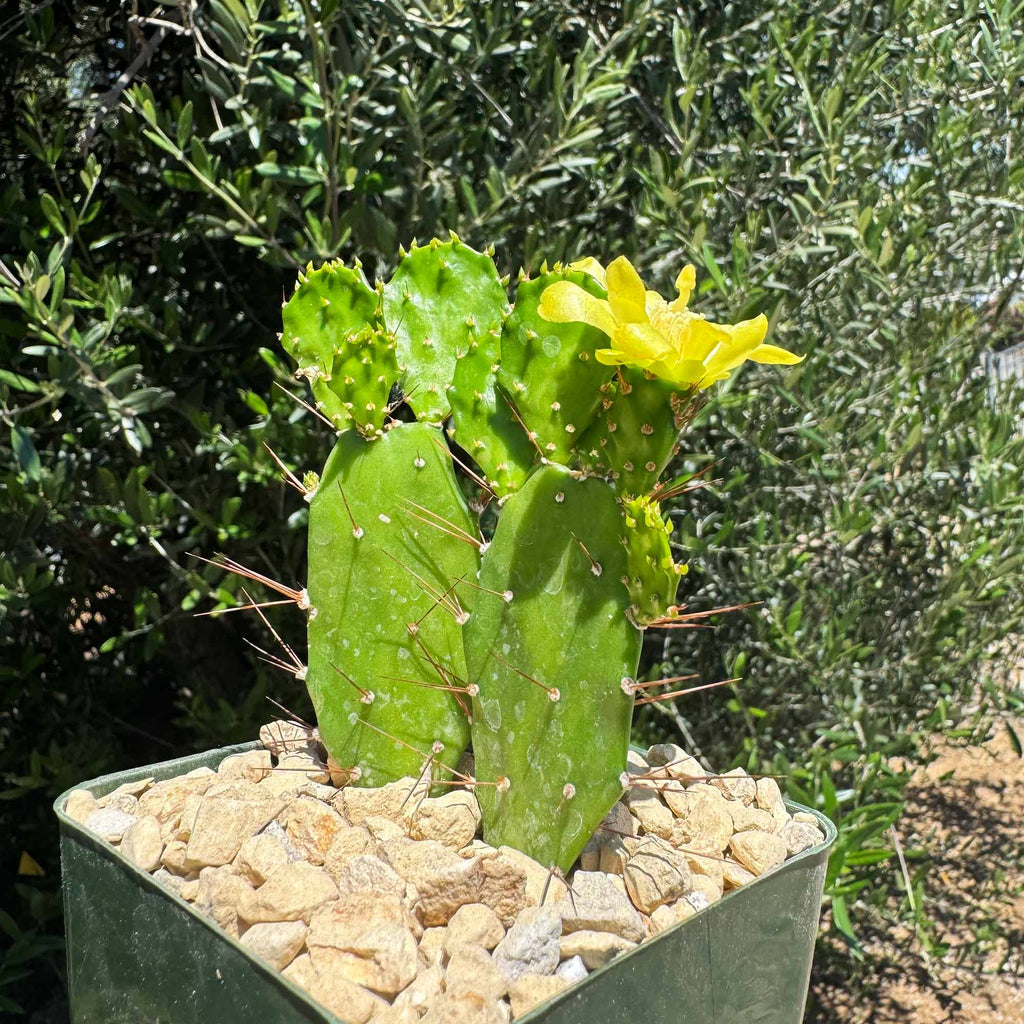 Brazilian Prickly Pear - Opuntia argentiniana