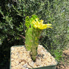 Brazilian Prickly Pear - Opuntia argentiniana