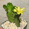Brazilian Prickly Pear - Opuntia argentiniana