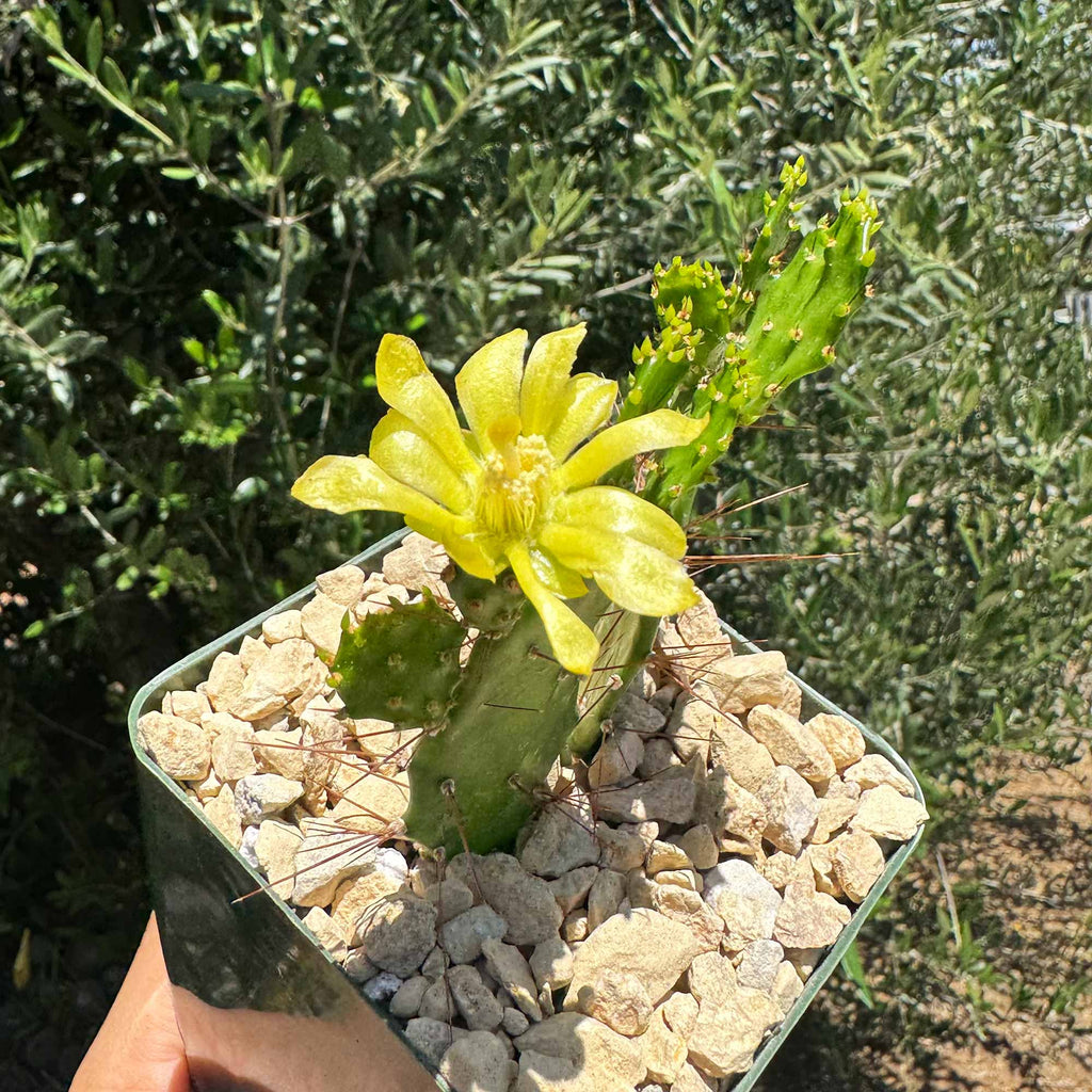 Brazilian Prickly Pear - Opuntia argentiniana