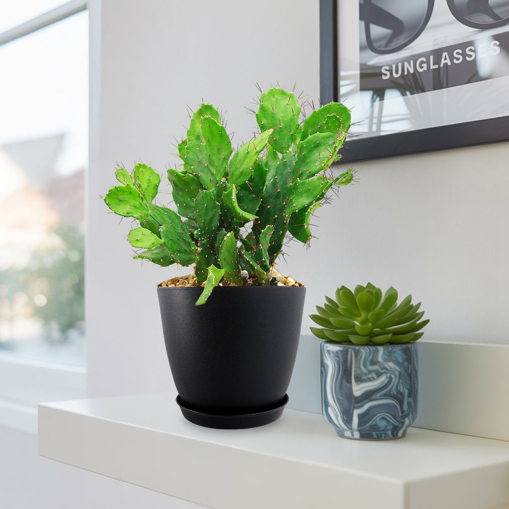 Brazilian Prickly Pear - Opuntia argentiniana