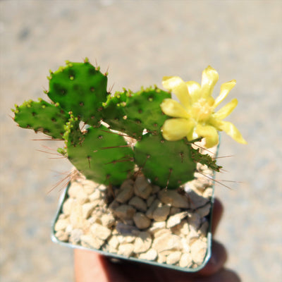 Brazilian Prickly Pear - Opuntia argentiniana