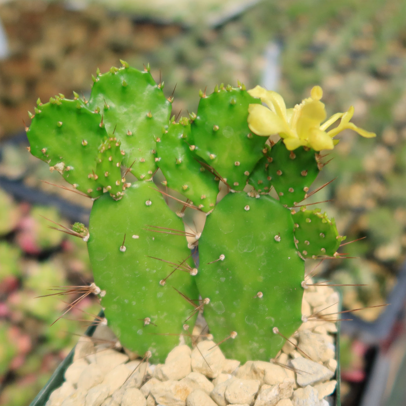 Brazilian Prickly Pear - Opuntia argentiniana