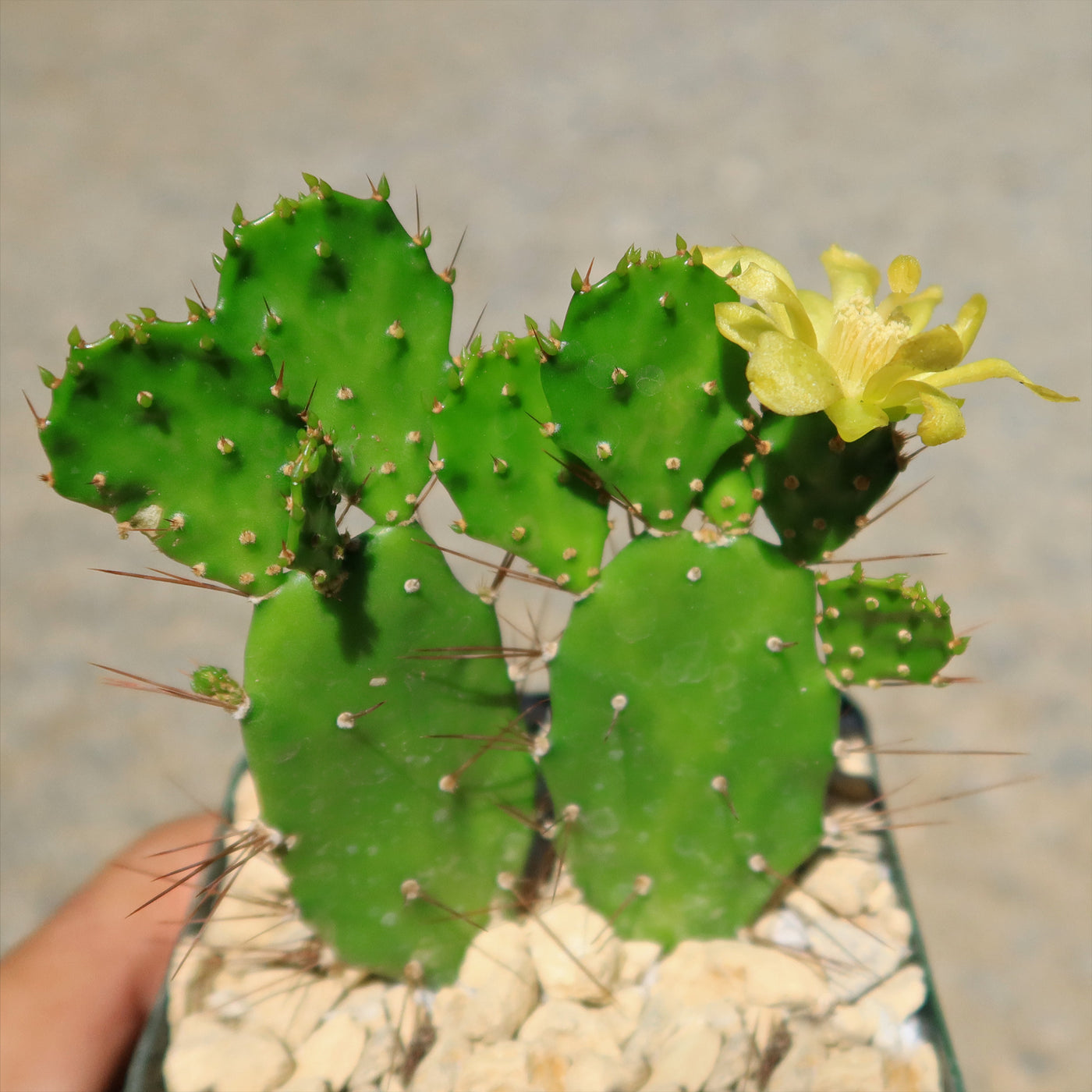 Brazilian Prickly Pear - Opuntia argentiniana