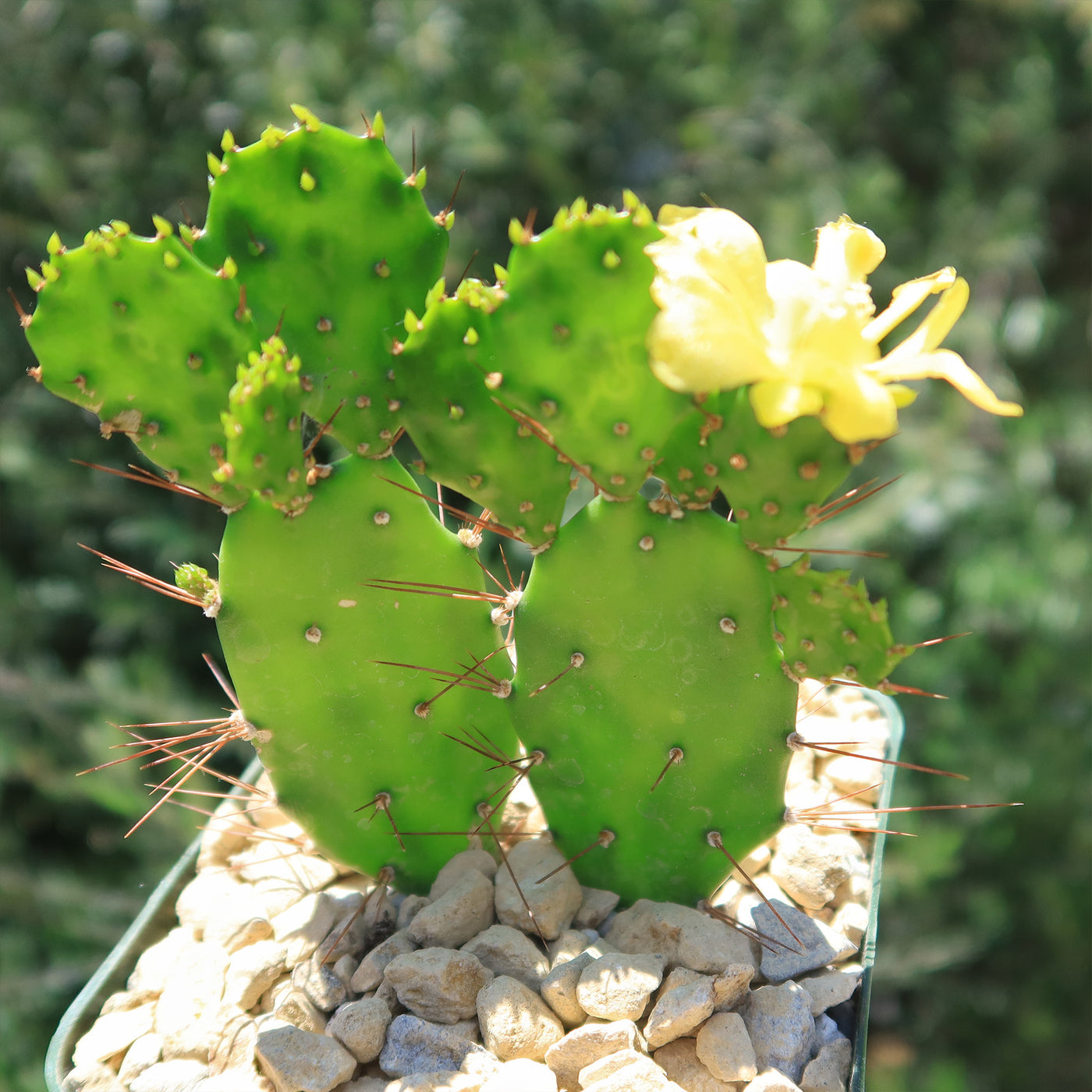 Brazilian Prickly Pear - Opuntia argentiniana