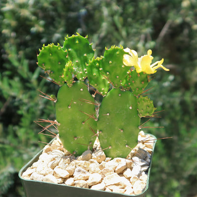 Brazilian Prickly Pear - Opuntia argentiniana