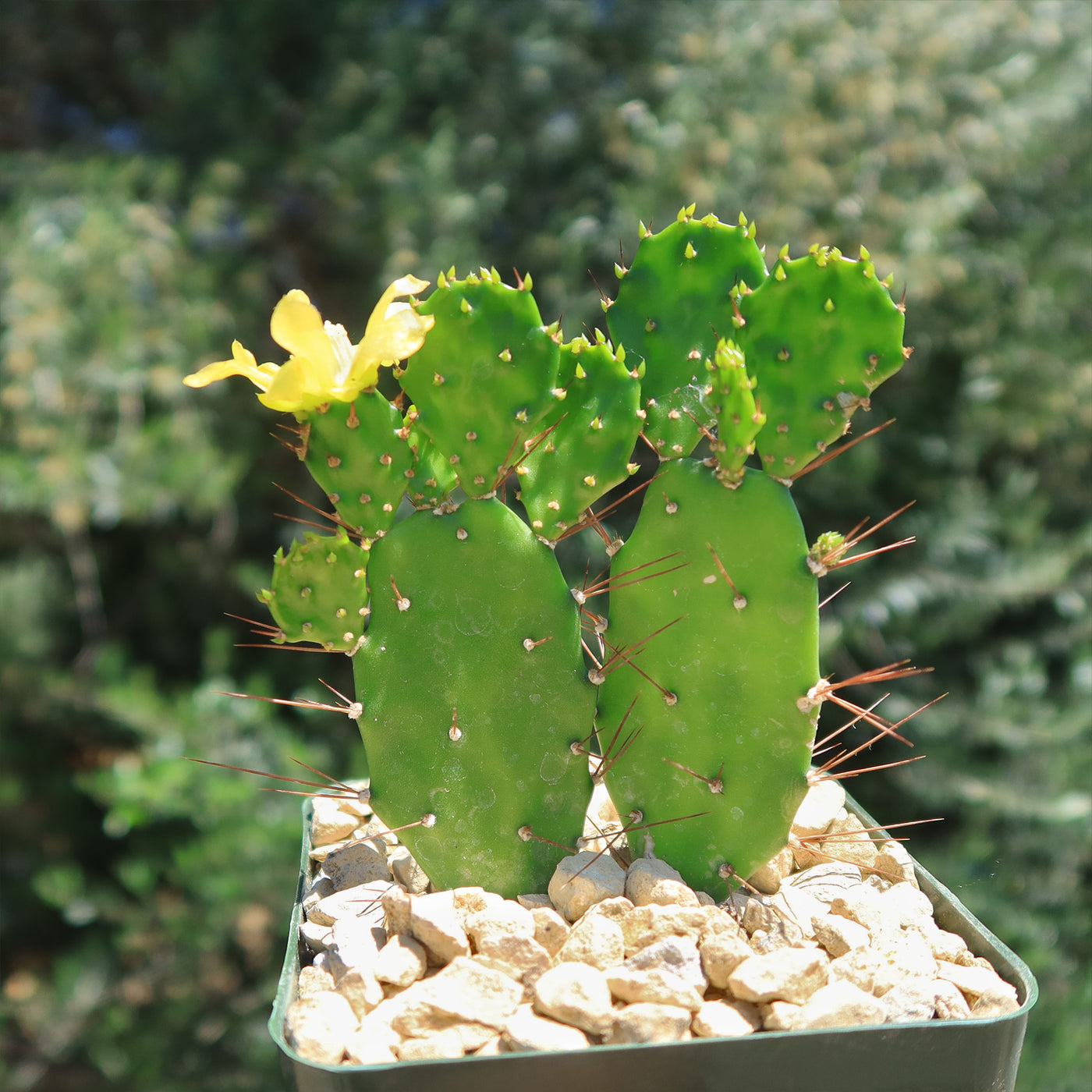 Brazilian Prickly Pear - Opuntia argentiniana