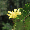 Brazilian Prickly Pear - Opuntia argentiniana