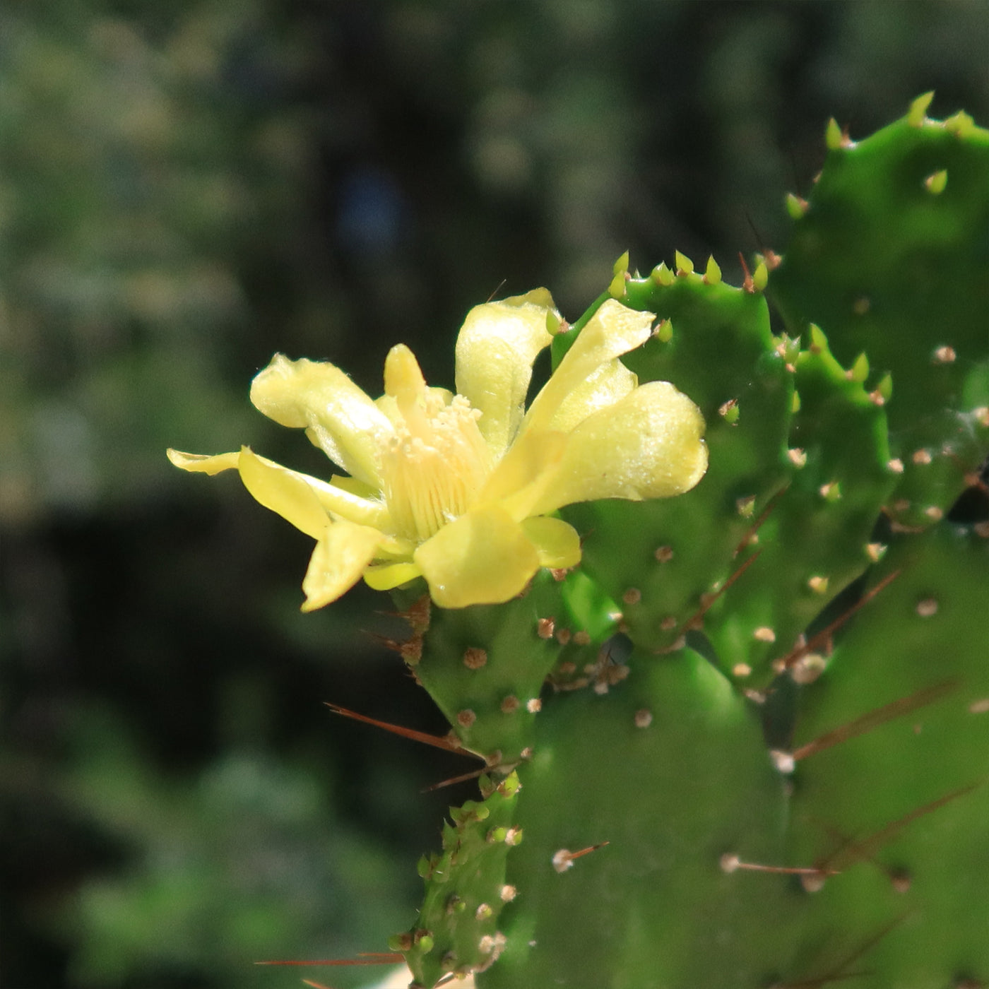 Brazilian Prickly Pear - Opuntia argentiniana