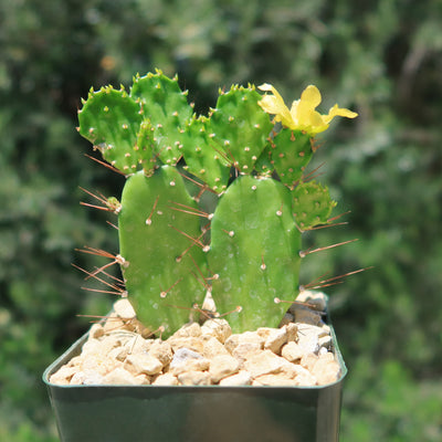 Brazilian Prickly Pear - Opuntia argentiniana