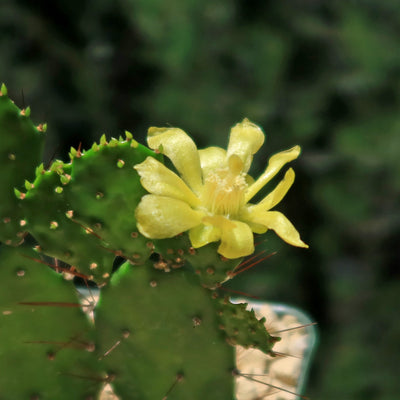 Brazilian Prickly Pear - Opuntia argentiniana