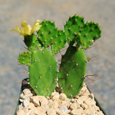 Brazilian Prickly Pear - Opuntia argentiniana