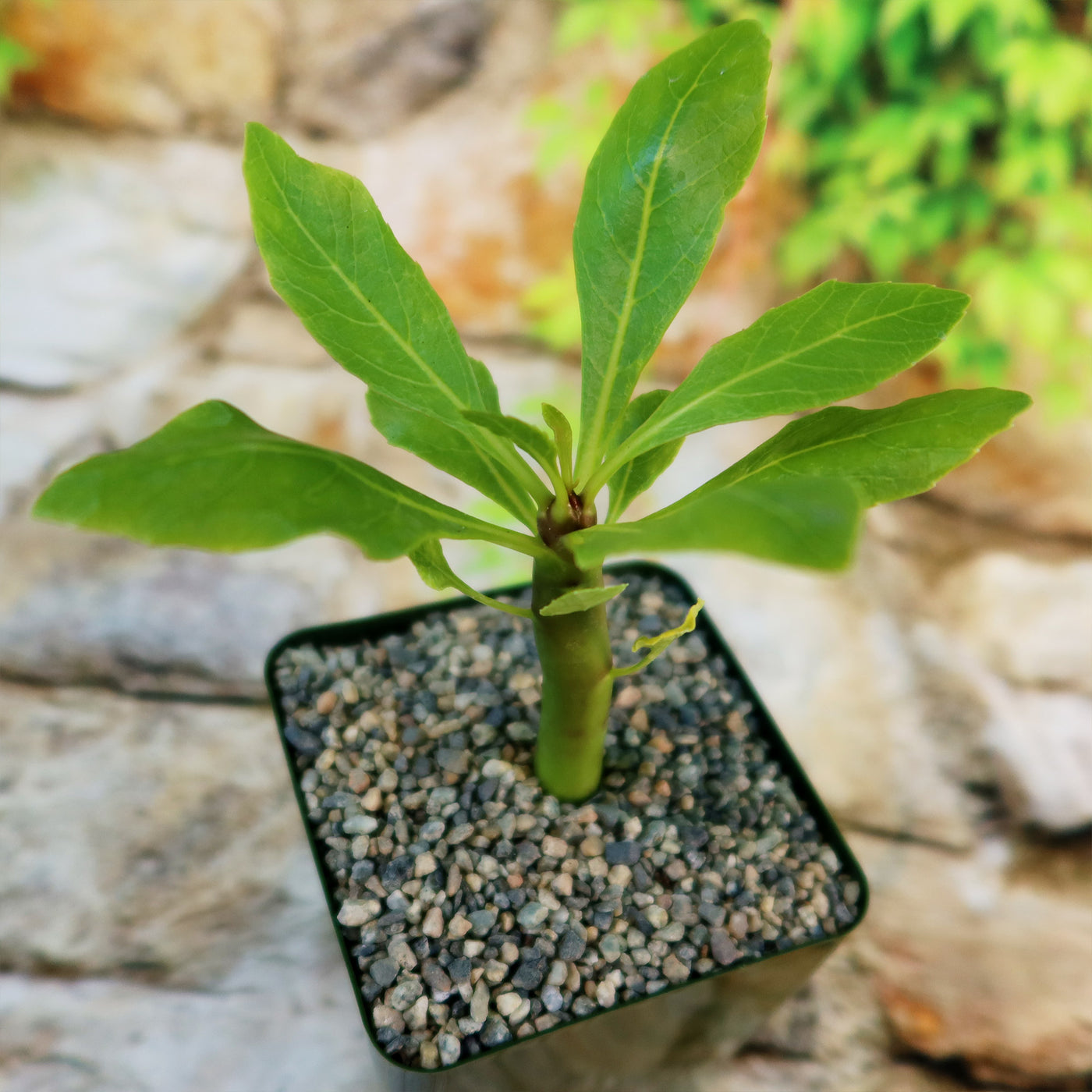 hawaiian palm plant for sale Brighamia insignis