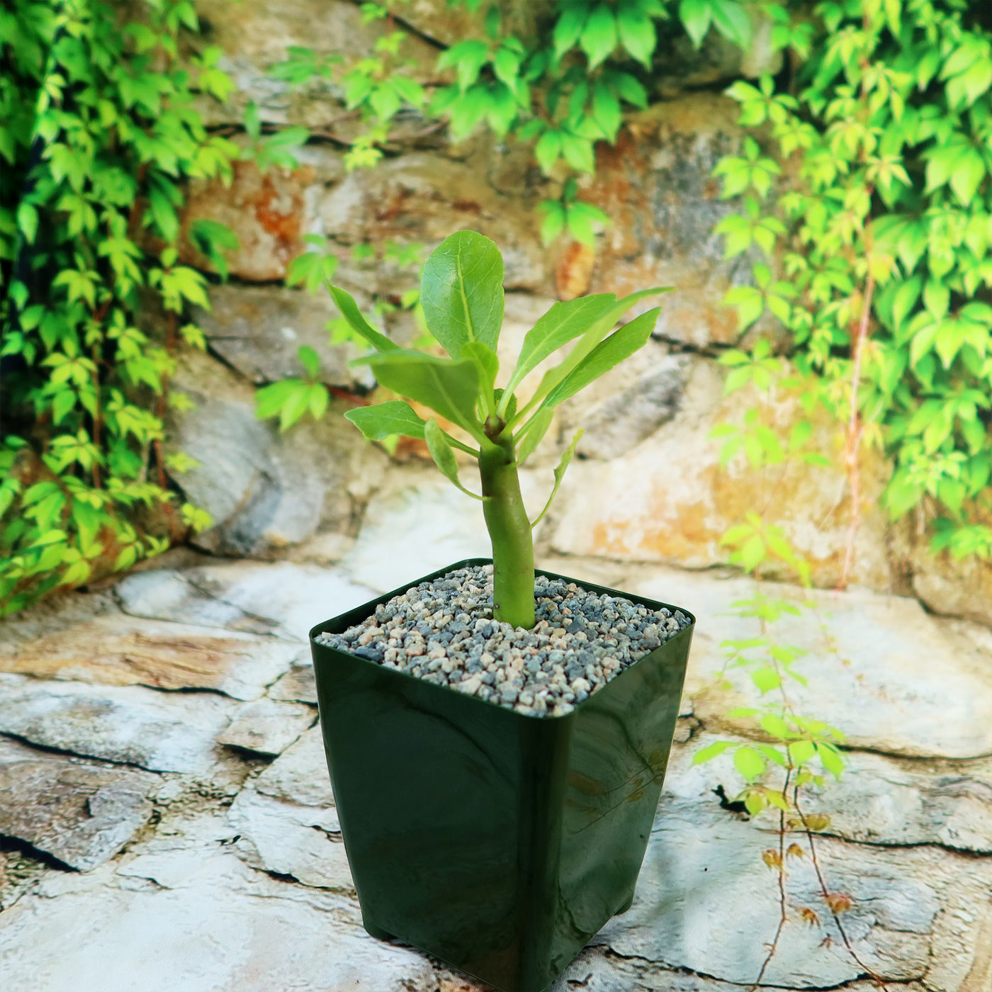 native hawaiian indoor plants Brighamia Insignis For Sale Online | Hawaii-Palm Plant