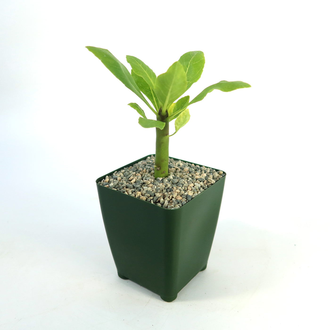 Brighamia insignis
