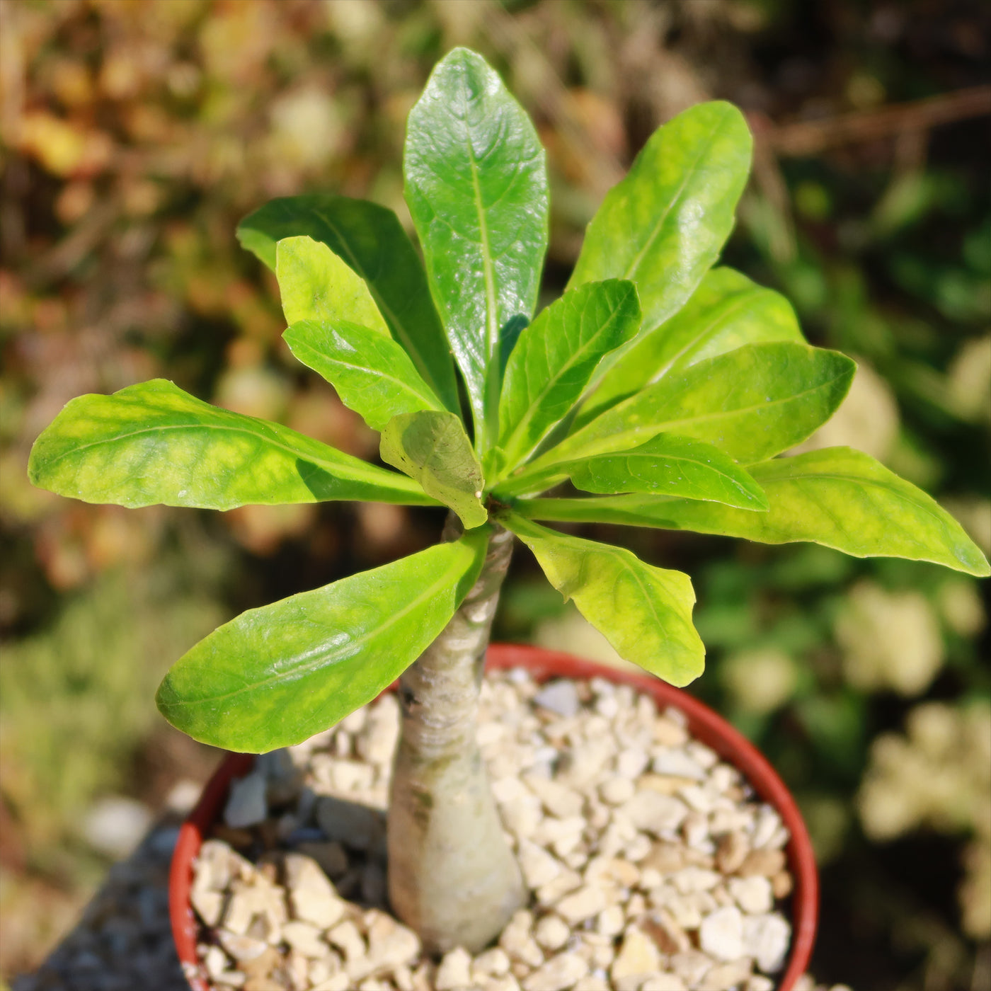 hawaiian palm plant Brighamia Insignis For Sale Online | Hawaii-Palm Plant